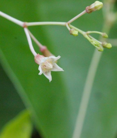 Pottsia laxiflora, photographed by Agnes Trekker