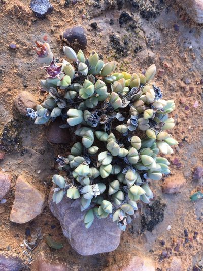 Braunsia geminata, photographed by Brian du Preez