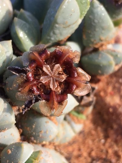 Braunsia geminata, photographed by Brian du Preez