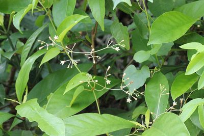 Pottsia laxiflora, photographed by Agnes Trekker