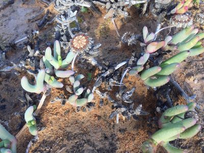 Cephalophyllum curtophyllum, photographed by Brian du Preez