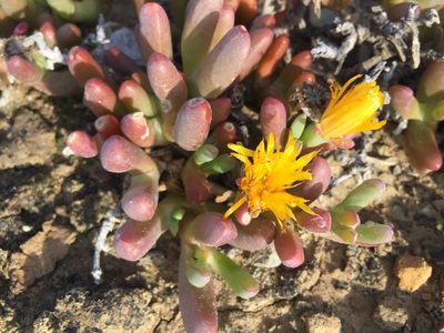 Malephora crassa, photographed by Brian du Preez