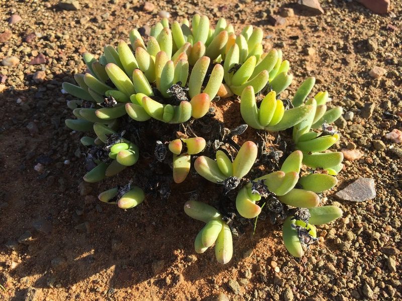 Peersia macradenia, photographed by Brian du Preez