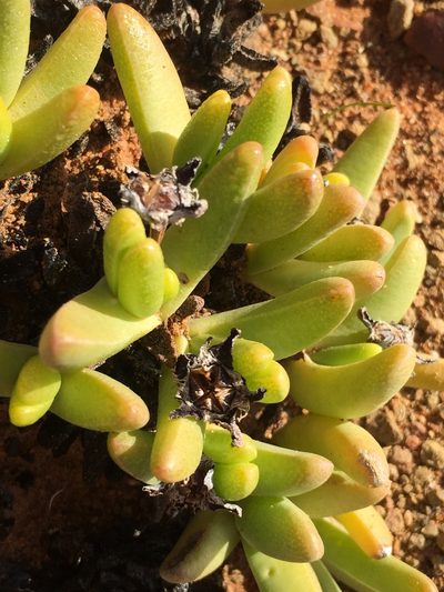 Peersia macradenia, photographed by Brian du Preez