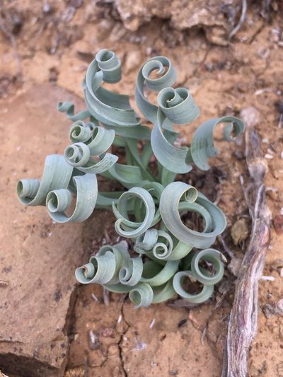 Coilonox concordianum, photographed by Brian du Preez