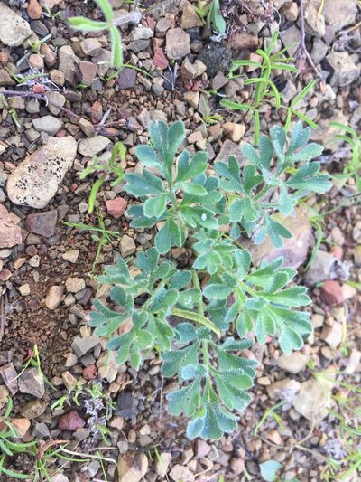 Pelargonium luteopetalum, photographed by Brian du Preez