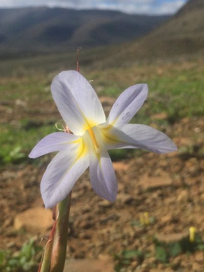Moraea speciosa, photographed by Brian du Preez