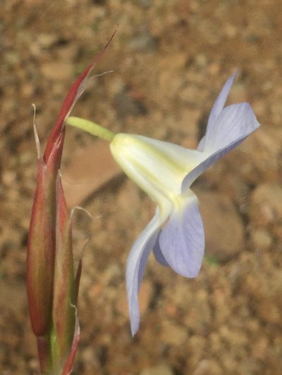 Moraea speciosa, photographed by Brian du Preez