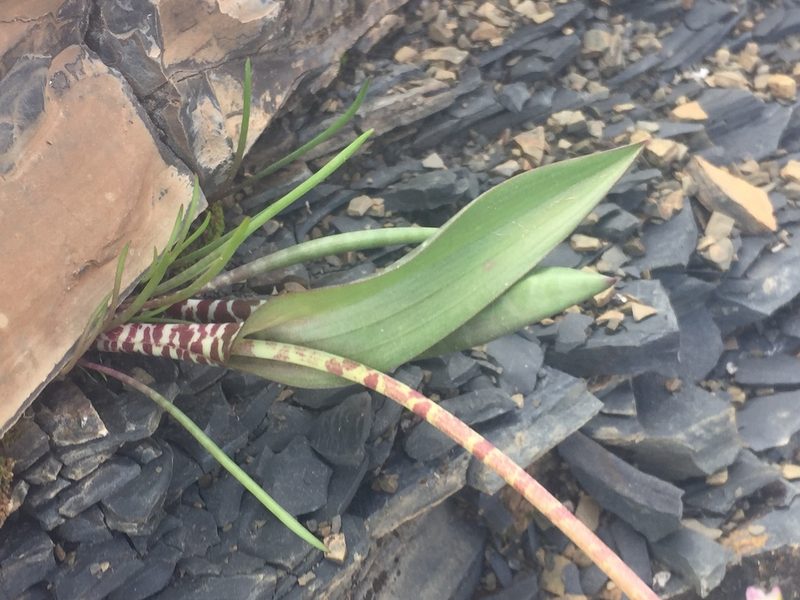 Lachenalia aurioliae, photographed by Brian du Preez