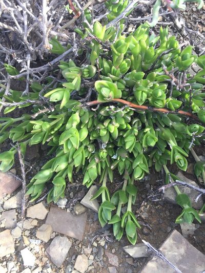 Mesembryanthemum tortuosum, photographed by Brian du Preez