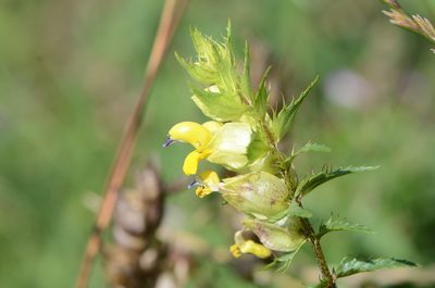 Rhinanthus glacialis, photographed by nicoweg