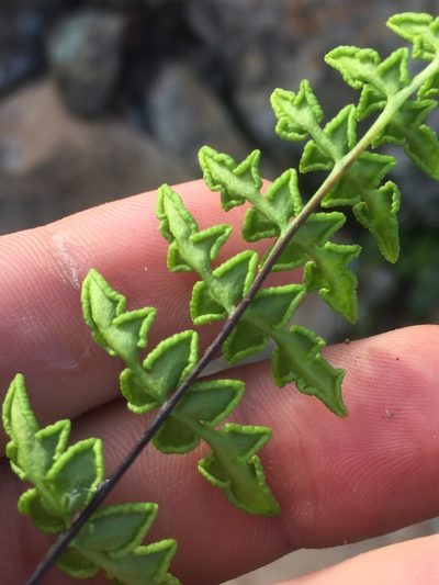 Choristosoria namaquensis, photographed by Brian du Preez