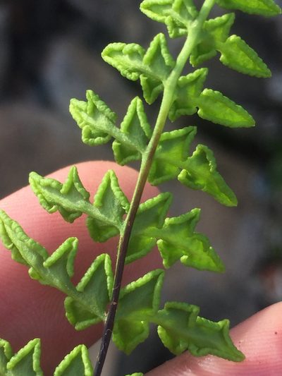 Choristosoria namaquensis, photographed by Brian du Preez