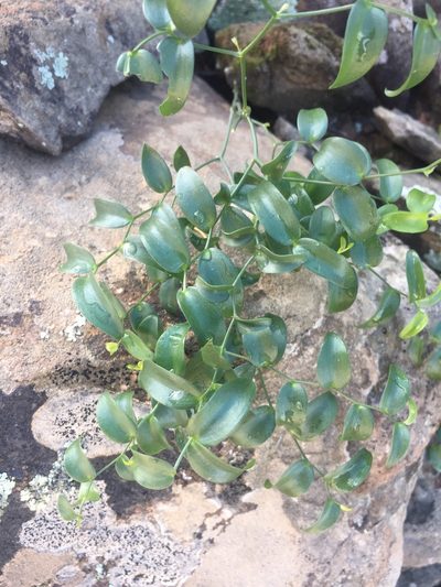 Asparagus multituberosus, photographed by Brian du Preez