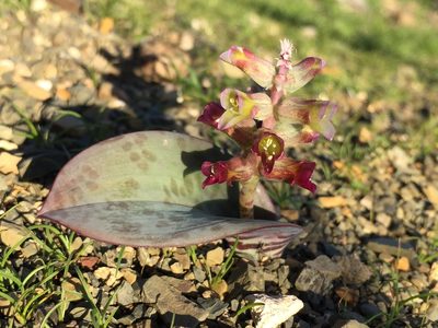Lachenalia aurioliae, photographed by Brian du Preez