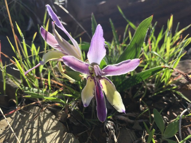 Babiana tanquana, photographed by Brian du Preez