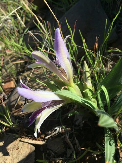 Babiana tanquana, photographed by Brian du Preez