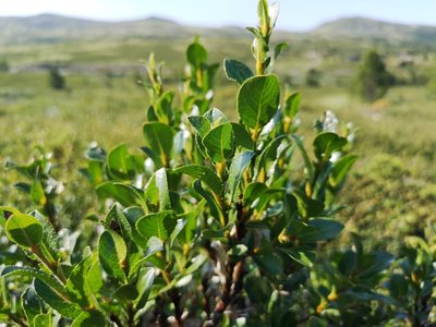 Salix myrsinites, photographed by Jens-Christian Svenning