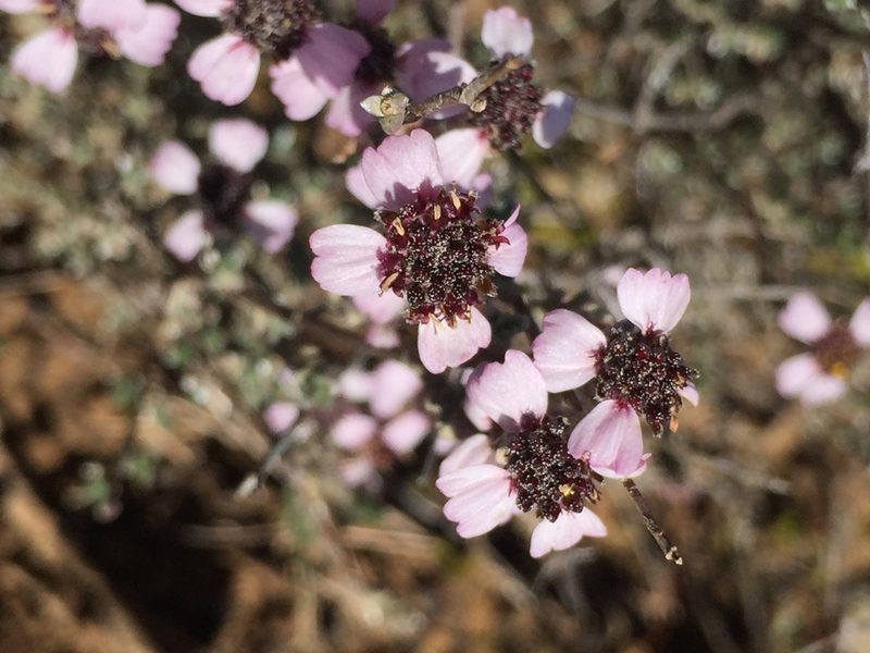 Eriocephalus eximius, photographed by Brian du Preez