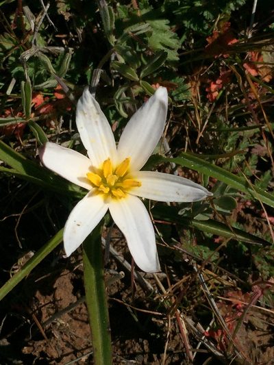 Pauridia alticola, photographed by Brian du Preez