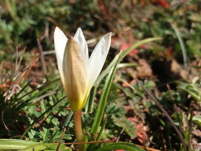 Pauridia alticola, photographed by Brian du Preez