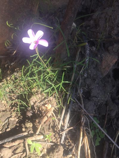 Oxalis tenuipes, photographed by Brian du Preez
