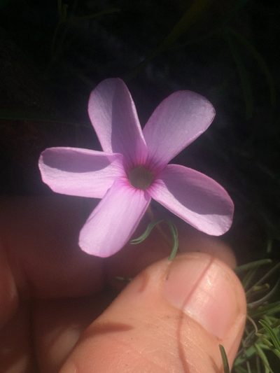 Oxalis tenuipes, photographed by Brian du Preez