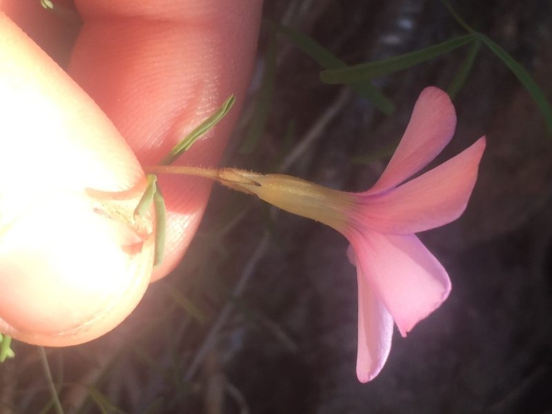 Oxalis tenuipes, photographed by Brian du Preez