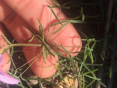 Oxalis tenuipes, photographed by Brian du Preez