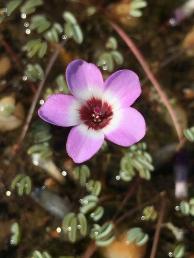 Oxalis oculifera, photographed by Brian du Preez