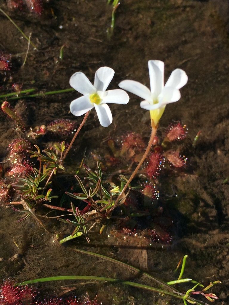 Oxalis comptonii, photographed by Brian du Preez