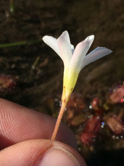 Oxalis comptonii, photographed by Brian du Preez