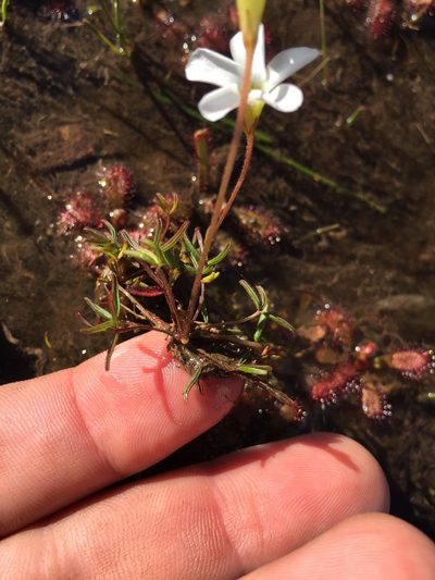 Oxalis comptonii, photographed by Brian du Preez