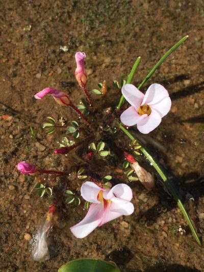 Oxalis amblyosepala, photographed by Brian du Preez