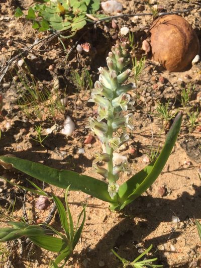 Lachenalia inconspicua, photographed by Brian du Preez