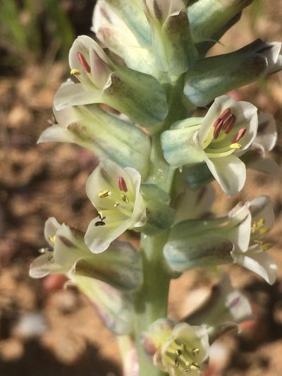 Lachenalia inconspicua, photographed by Brian du Preez