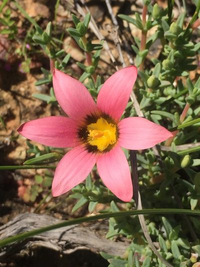 Romulea biflora, photographed by Brian du Preez