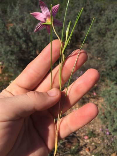 Romulea biflora, photographed by Brian du Preez