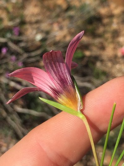 Romulea biflora, photographed by Brian du Preez