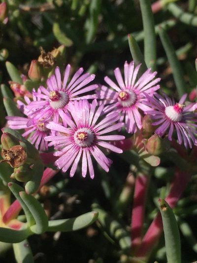 Ruschia copiosa, photographed by Brian du Preez