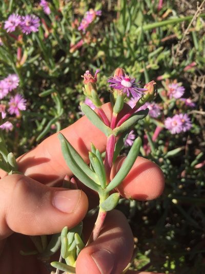 Ruschia copiosa, photographed by Brian du Preez