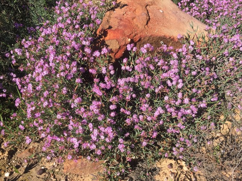 Ruschia copiosa, photographed by Brian du Preez