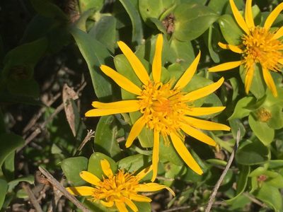 Didelta spinosa, photographed by Brian du Preez