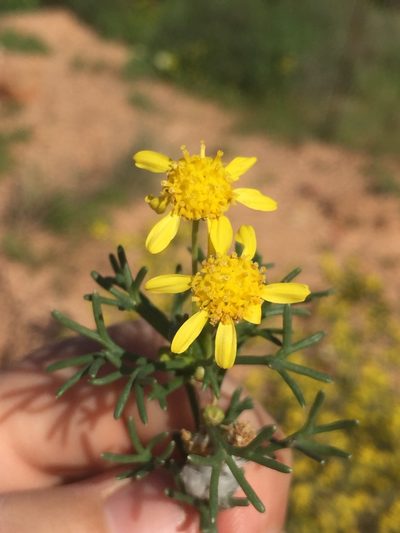 Euryops multifidus, photographed by Brian du Preez