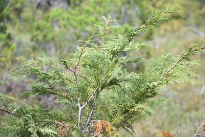 Callitropsis nootkatensis, photographed by Thompson Hyggen