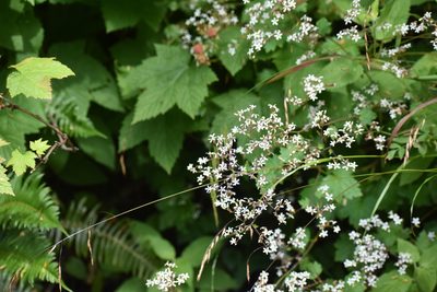 Boykinia occidentalis, photographed by Thompson Hyggen