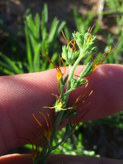 Manulea decipiens, photographed by Brian du Preez