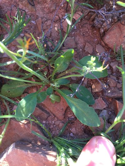 Manulea decipiens, photographed by Brian du Preez