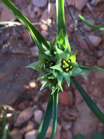 Colchicum dregei, photographed by Brian du Preez