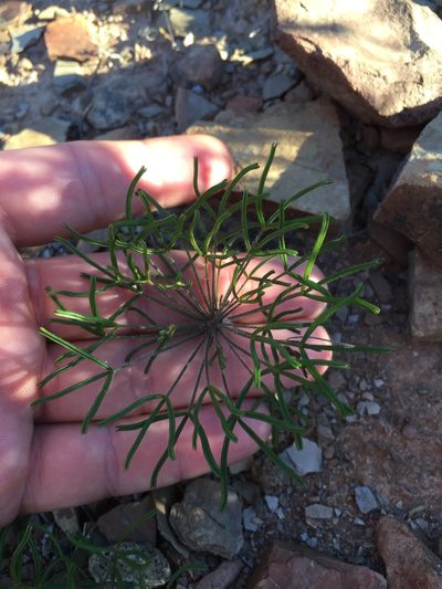 Oxalis deserticola, photographed by Brian du Preez
